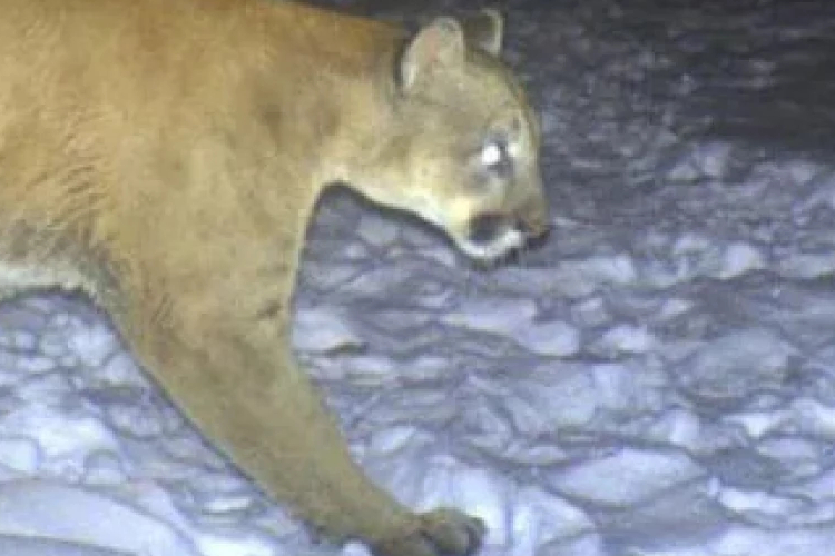 นักชีววิทยาสัตว์ป่าทำนายการพบเห็นสิงโตภูเขาใน CT